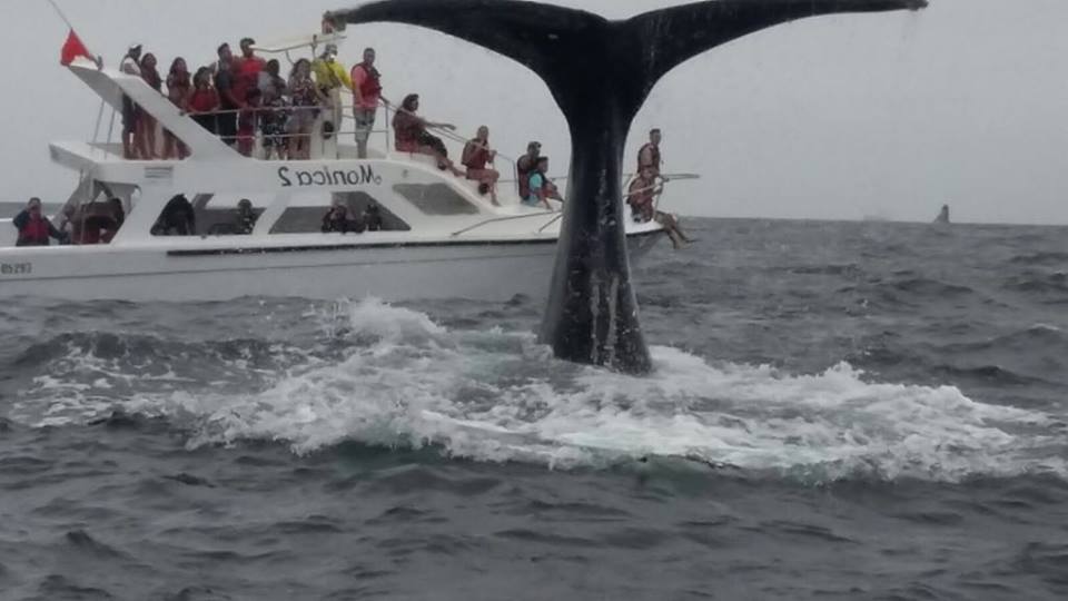 A Whale of a Good Time (…in search of Humpback Whales along Ecuador's  coast) – On The Road with Tall Guy & JET