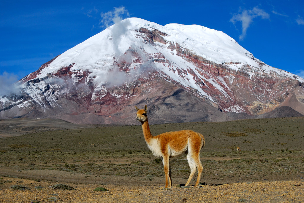 Cotopaxi Full Day Traveltips Operadora